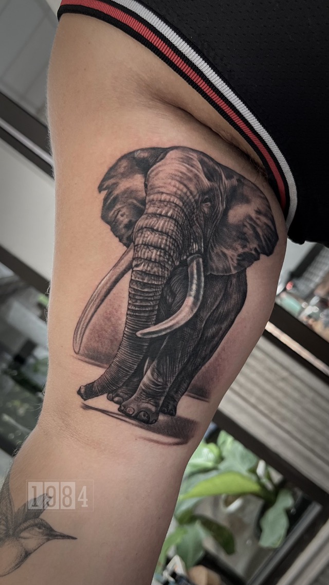 elephant - tattoo for man